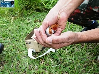 PMA prende homem com aves silvestres e com carne de jacaré