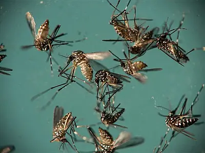 Dengue, zika e chikungunya provocaram 794 mortes em 2016, segundo boletim