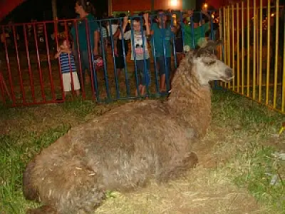 Dono de circo é multado por usar animais como atrativos em MS