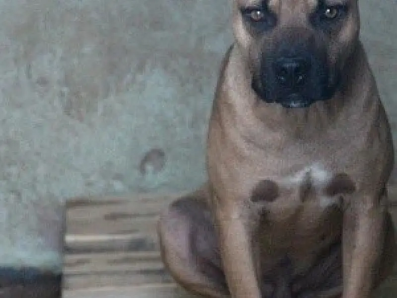 Justiça define guarda de 56 pit bulls após denúncia de maus-tratos