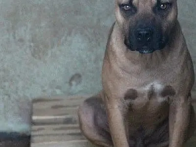 Justiça define guarda de 56 pit bulls após denúncia de maus-tratos