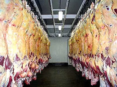 Estudo aponta 35 frigoríficos regularizados para abate em MS
