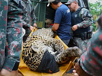 Após ataque atípico e captura no Pantanal, onça-pintada chega ao CRAS e passa por exames