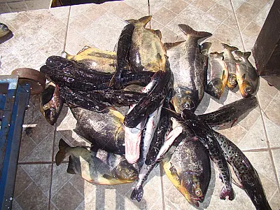 PMA prende irmãos por pesca predatória no Pantanal