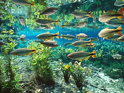 Bonito recebe o XIV Congresso Brasileiro de Limnologia em setembro