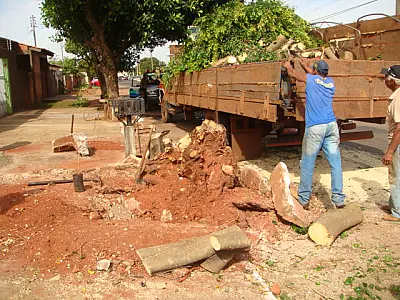 Morador é multado por retirar árvore sem autorização