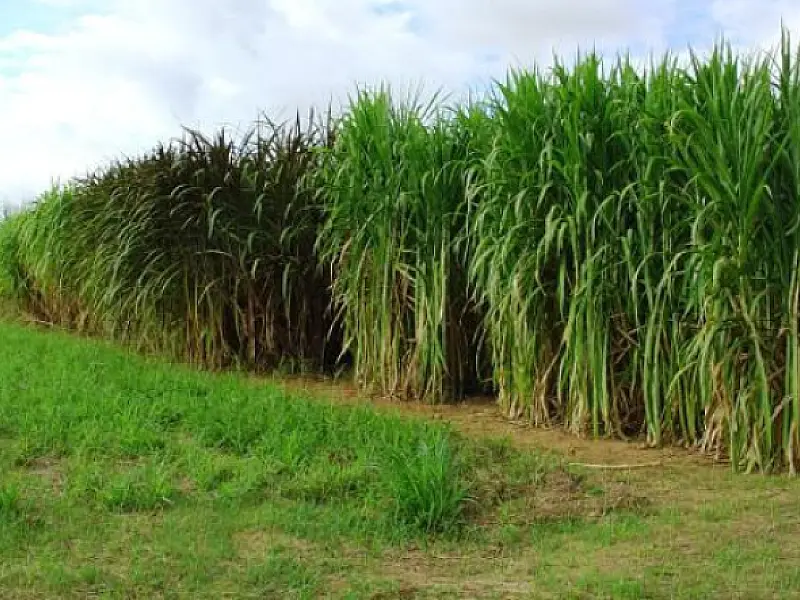 MS tem potencial para irrigar até 4 milhões de hectares de agricultura
