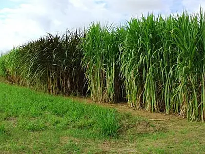 MS tem potencial para irrigar até 4 milhões de hectares de agricultura
