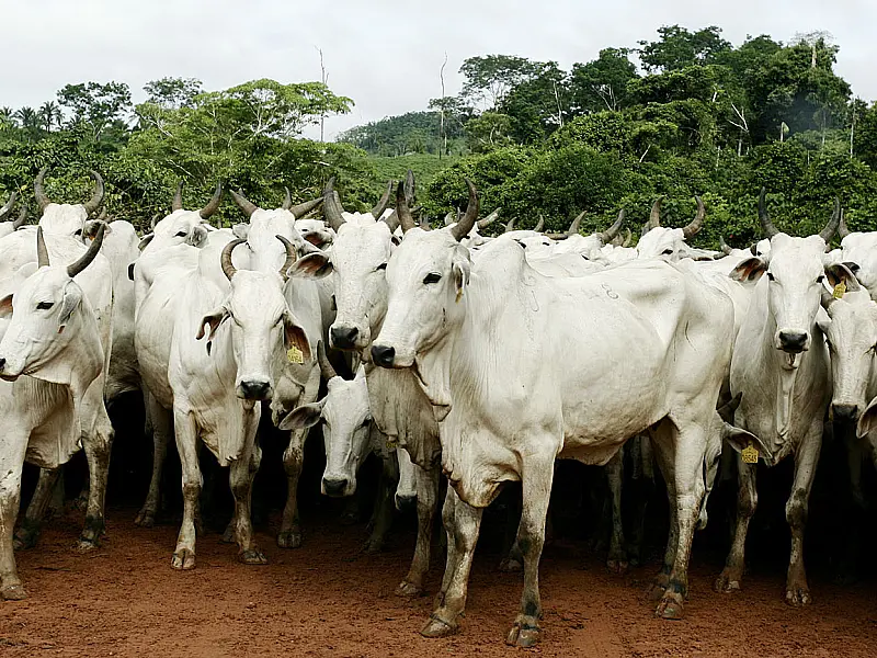 André institui a Guia de Transito Animal eletrônica em MS