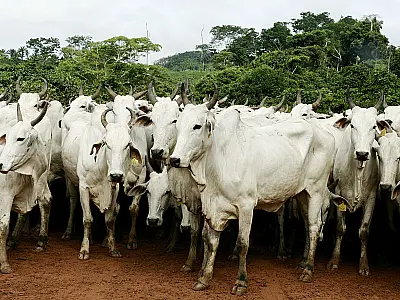 André institui a Guia de Transito Animal eletrônica em MS