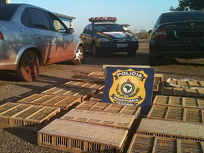 Mineiros contratam corumbaenses para transporte ilegal de 900 canários