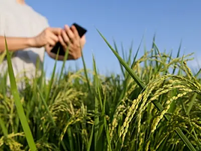 Curso gratuito de técnico em Agronegócio encerra inscrições nesta sexta-feira