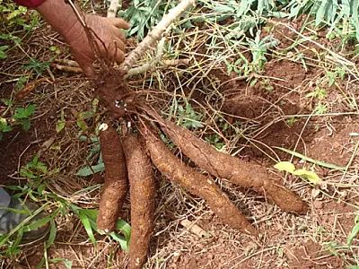 Alimento do século, mandioca pode ser utilizada em diversos pratos