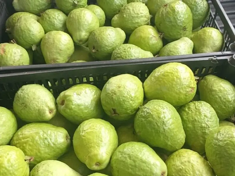 Com clima e solo favoráveis, MS prepara Plano Estadual para ampliar a fruticultura comercial