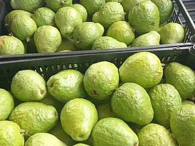 Com clima e solo favoráveis, MS prepara Plano Estadual para ampliar a fruticultura comercial