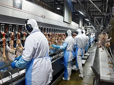 Celulose e carnes provocam aumento de 23% nas exportações de MS