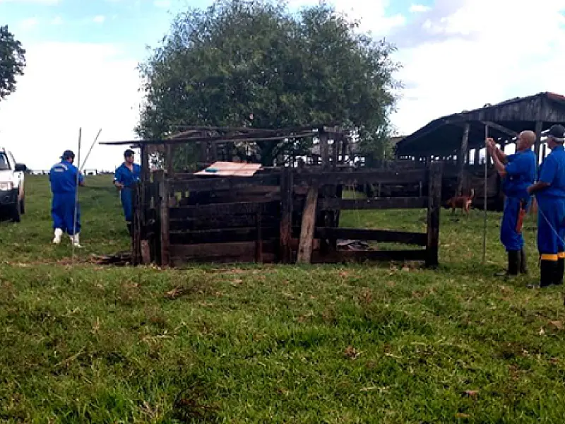 Iagro alerta para confirmação de novos casos de raiva no Estado
