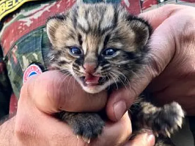 PMA resgata filhote de jaguatirica encontrado por pecuarista