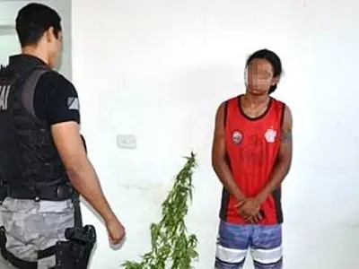 Polícia prende homem que cultivava maconha em Três Lagoas