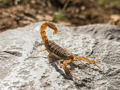 Temperaturas acima da média favorecem casos de acidentes com escorpiões em MS