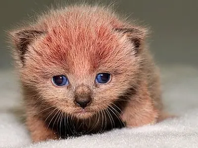Filhotes ‘rosados’ de gatos são encontrados em fábrica britânica