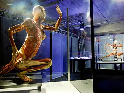 Human Bodies – Maravilhas do Corpo Humano chega a Campo Grande