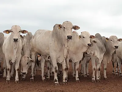 Outubro encerra com preço da arroba em alta, prevê Famasul