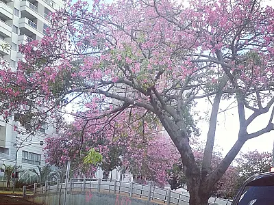 Corredor de flores em pleno Outono embeleza avenida da Capital Morena