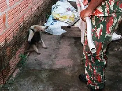 Moradores de Coxim encontram tamanduá-mirim no quintal de casa