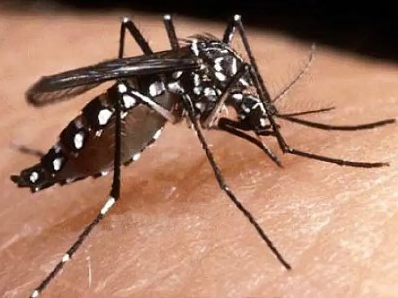 Confirmado primeiro caso de morte por dengue no Estado em 2012