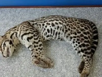 PMA recolhe Jaguatirica atropelada na BR 163