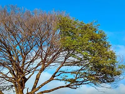 Final de semana que antecede a chegada oficial do inverno, será de tempo firme e temperaturas amenas