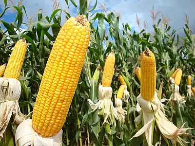 Governo publica decreto que facilita exportações para produtores de milho de MS