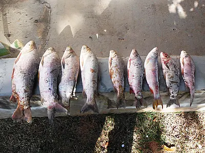 Pedreiro é preso por pescar com petrechos proibidos em Bonito