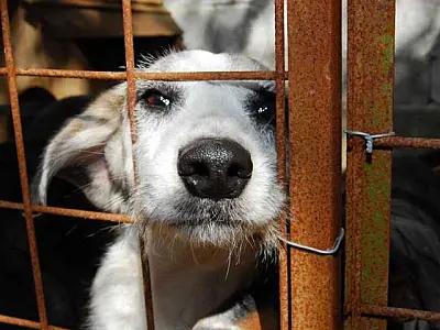 Ferramenta de MS registra 40 denúncias por semana e reforça combate aos maus-tratos de animais