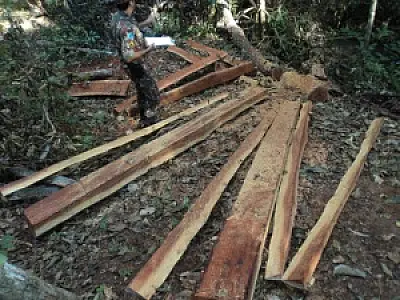 PMA autua assentado por exploração ilegal de madeira