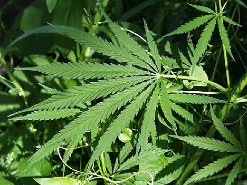 Audiência Pública debate liberação da maconha