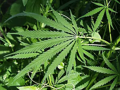 Audiência Pública debate liberação da maconha