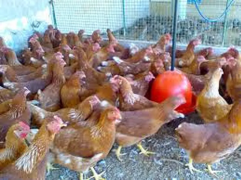 Famasul comemora abertura de mercado de aves com Chile