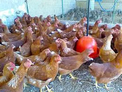 Famasul comemora abertura de mercado de aves com Chile