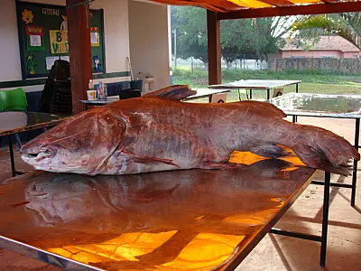 PMA empalha Jaú de 72 kg capturado em Alcinópolis