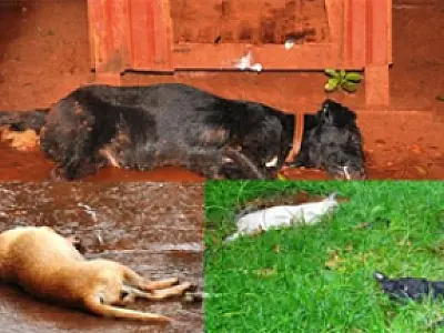 Animais amanhecem envenenados em Fátima do Sul