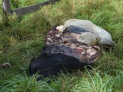 Proprietário rural encontra novilha abatida em Coxim