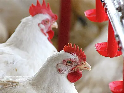 Em 2011 Brasil deve responder por 37% das exportações mundiais de frango