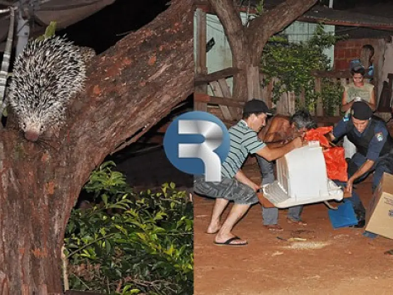 Porco espinho aparece em quintal de Sidrolândia e assusta vizinhança