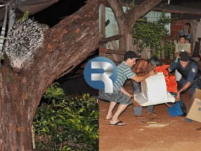 Porco espinho aparece em quintal de Sidrolândia e assusta vizinhança