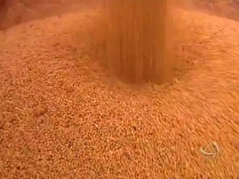 MS inicia a colheita da safrinha de milho