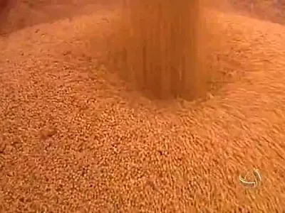MS inicia a colheita da safrinha de milho