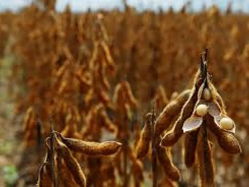 MS tem expectativa de produção recorde de soja