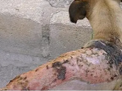 Na Espanha homem é preso por atear fogo em cachorro